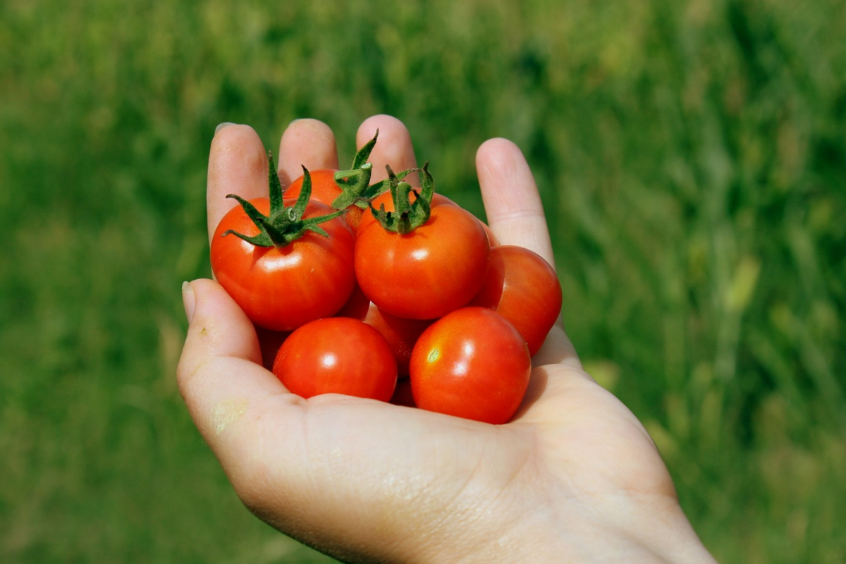 bio tomatenduenger selbst herstellen kleine tomanten hand