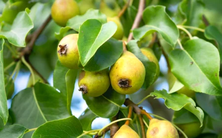 birnbaum blaetter rollen sich ein brinen am baum