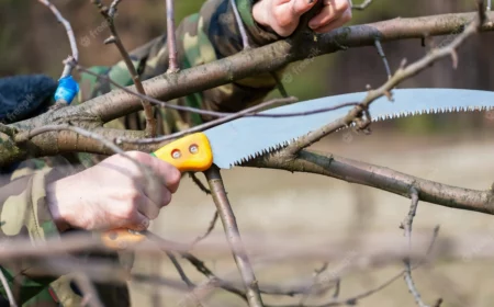 birnbaum schneiden bilder aeste winter schnitt baum