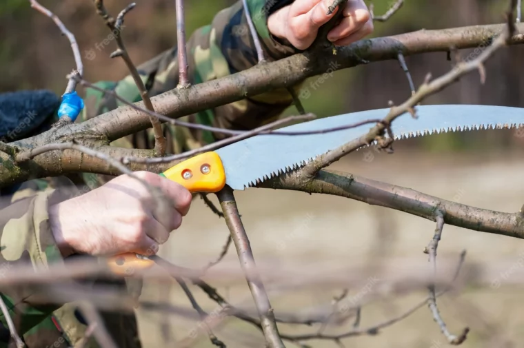 birnbaum schneiden bilder aeste winter schnitt baum