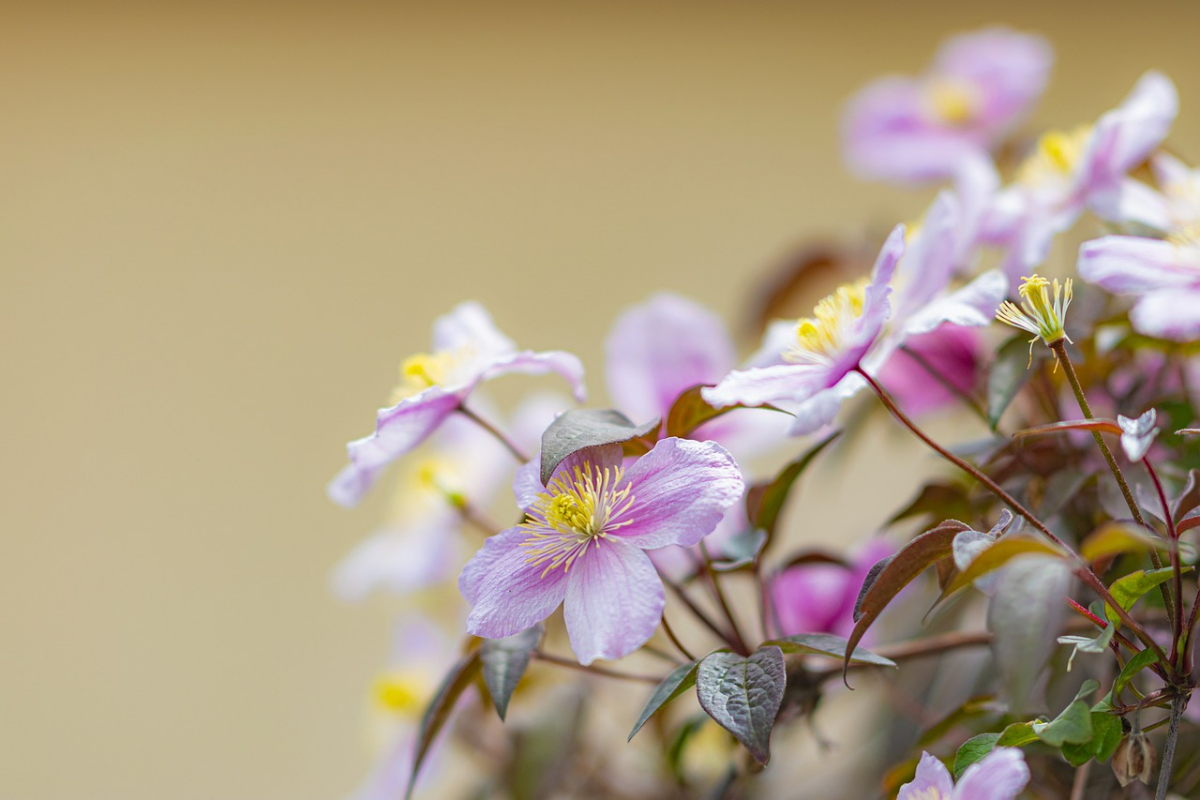 clematis beschneiden wann zweige mit rosa weissen blueten