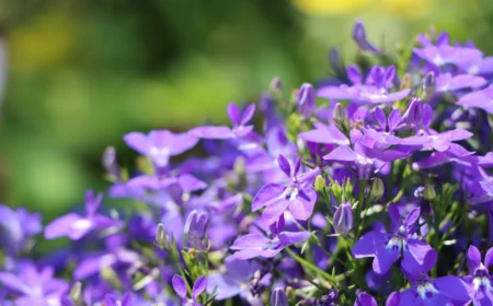 clematis schneiden herbst oder frühjahr