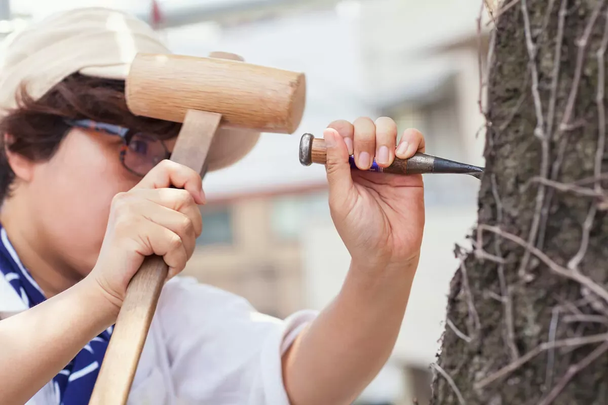 die rinde des apfelbaums reparieren mit hammer und scharfem meißel