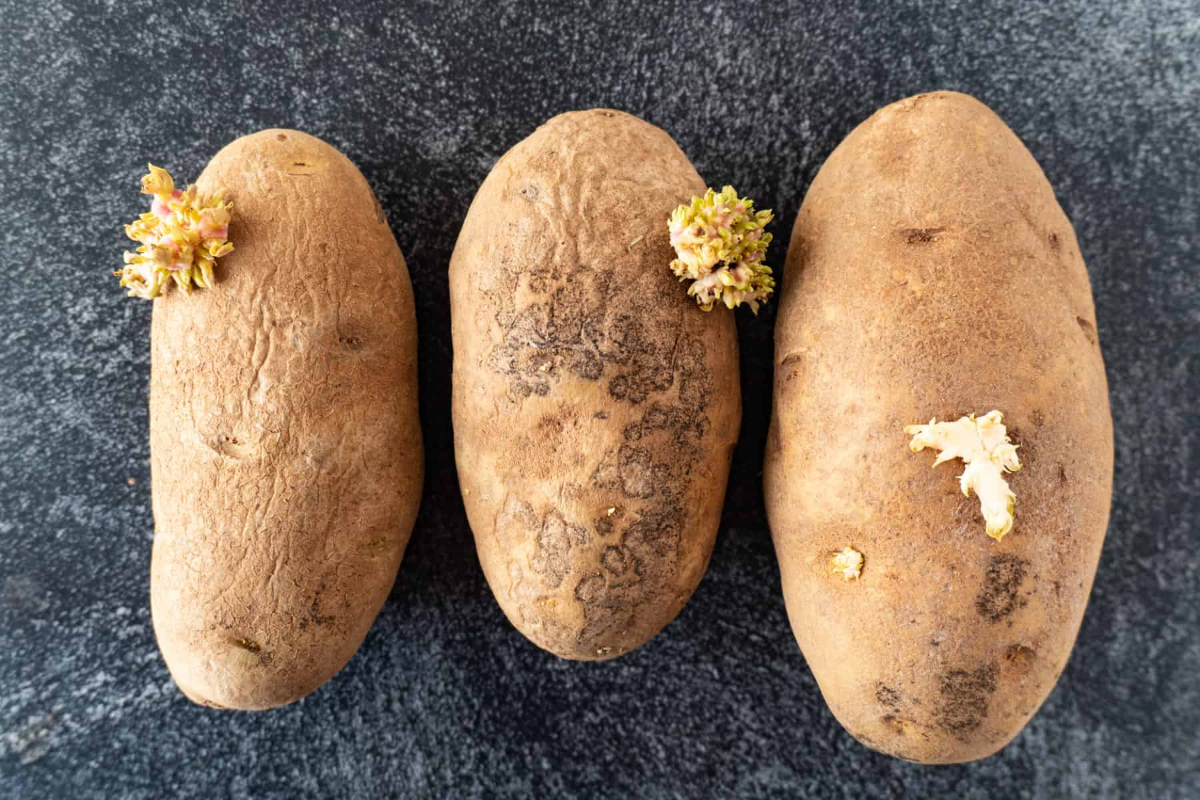 drei keimende kartoffeln die grüne keimlinge und schwarze flecken haben