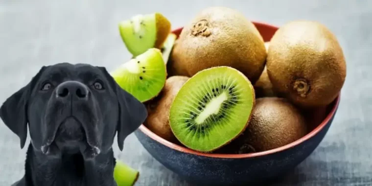 dürfen hunde kiwi essen schwarzer hund neben holzschale mit frischer kiwi