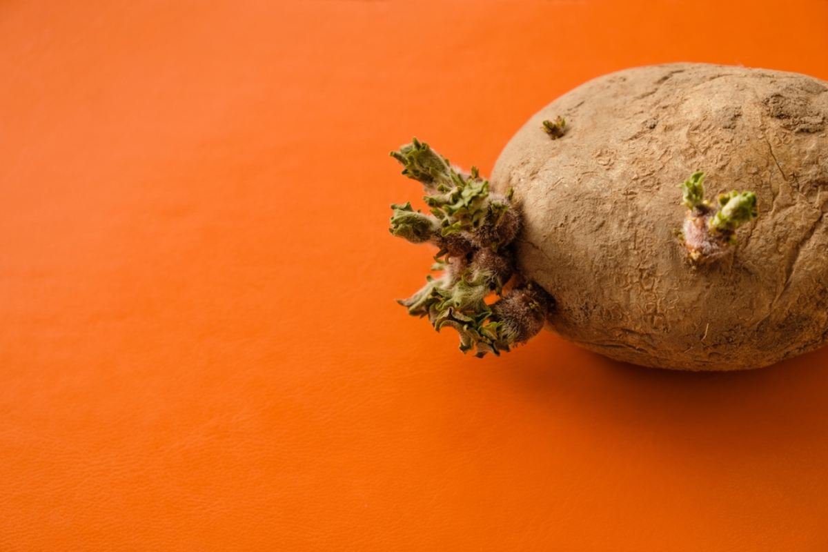 eine kartoffel mit sprossen und falten auf orangem hintergrund