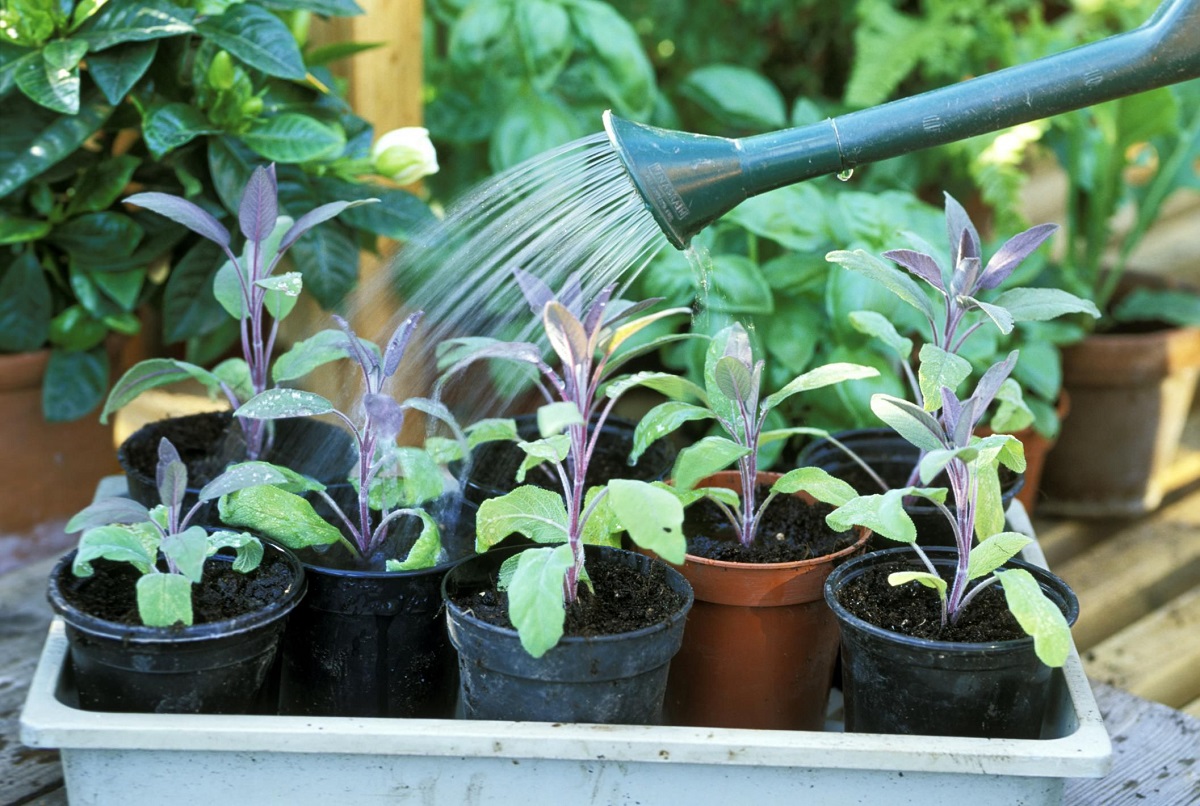 fehler beim giessen im garten ueberwaesserung