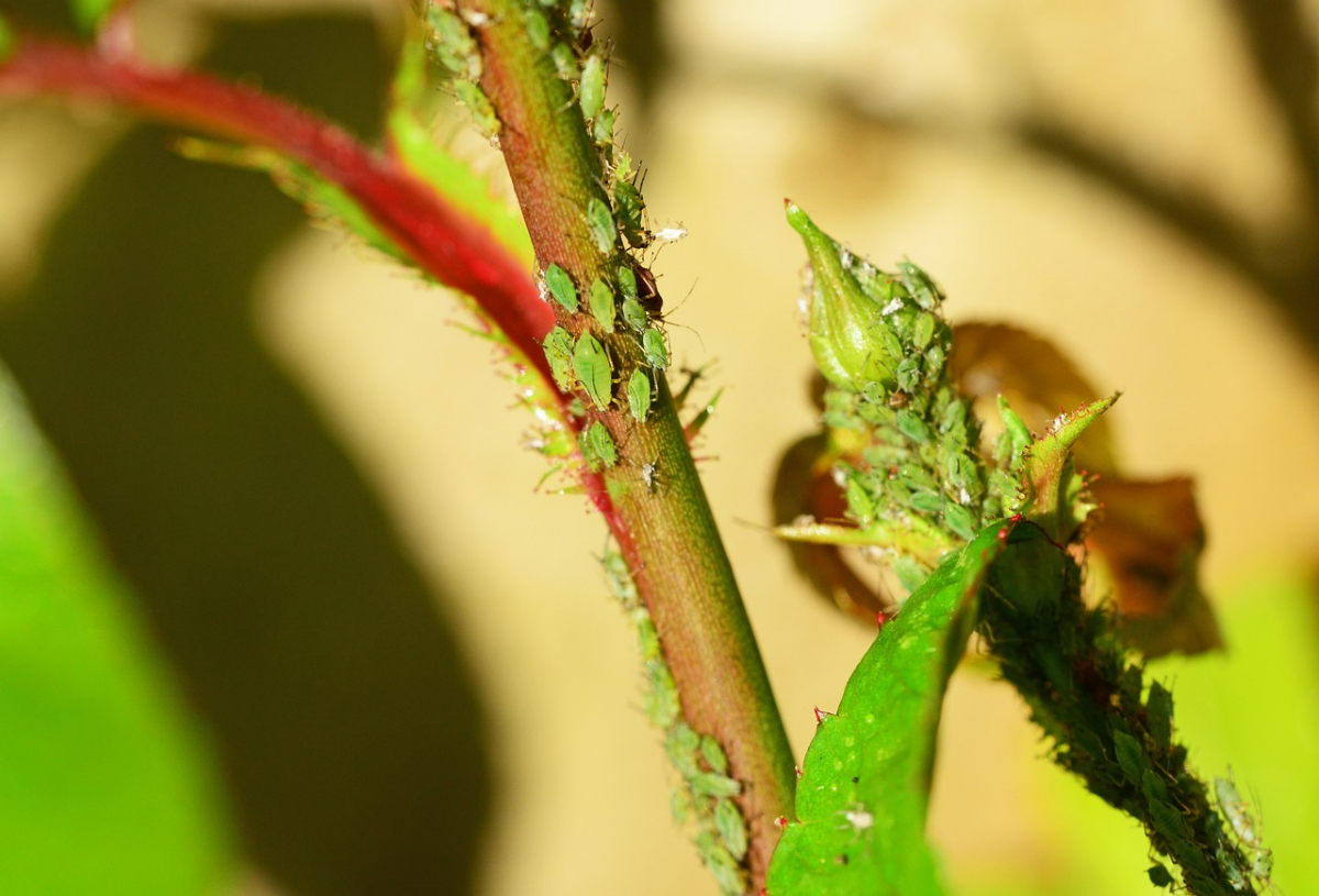 gruene apfelblattlaeuse larven blattlaeusen pflanze