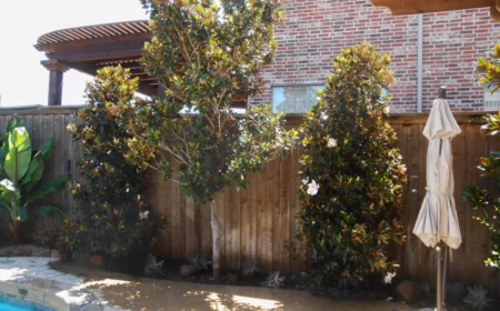 gruener sichtschutz fuer garten mit magnolia baum