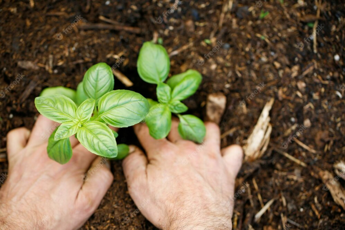 hands planting basil plant ground concept respectful agriculture from farm table 621296 222