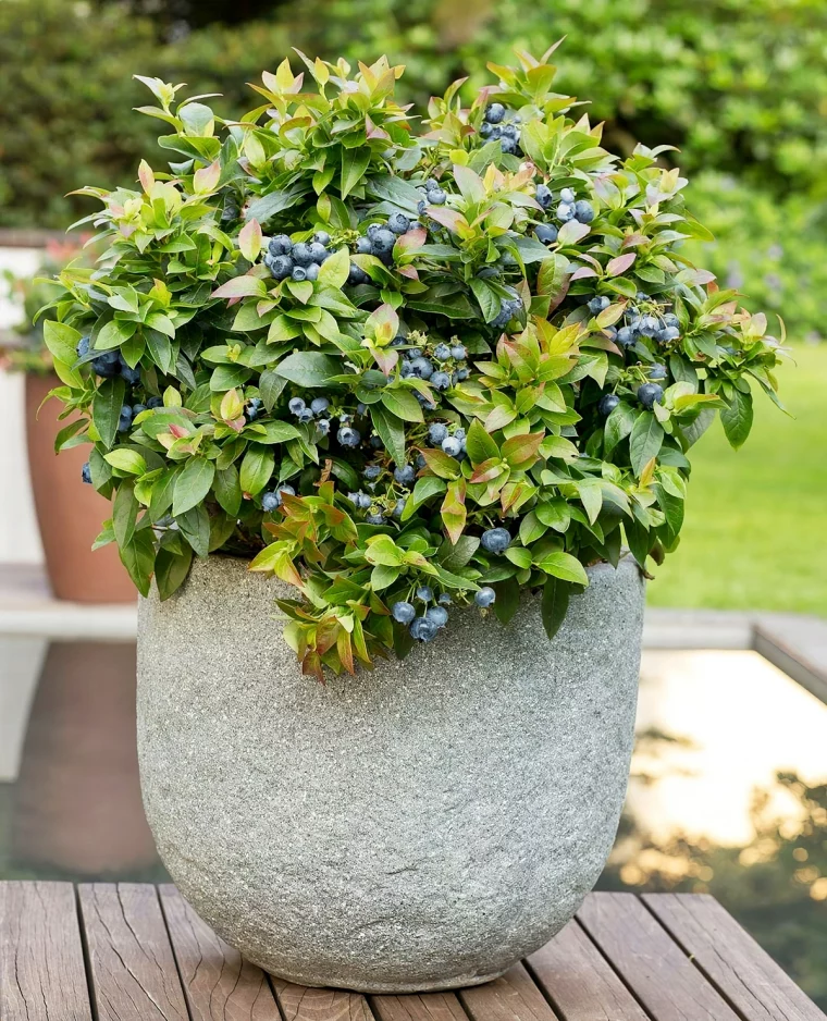 heidelbeeren pflanzen im topf blaubeerenstrauch bushelandberry