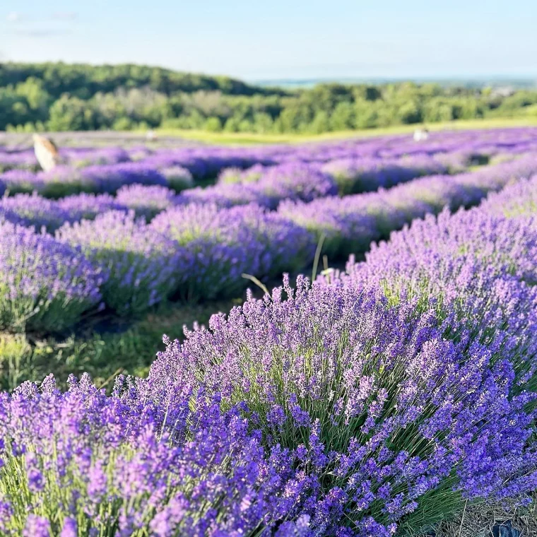 heidelbeeren schlechte nachbarn lavendel lavendelfeld purplehill lavender