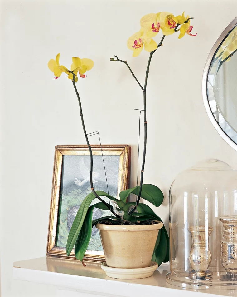 kann man die orchideen wurzeln schneiden