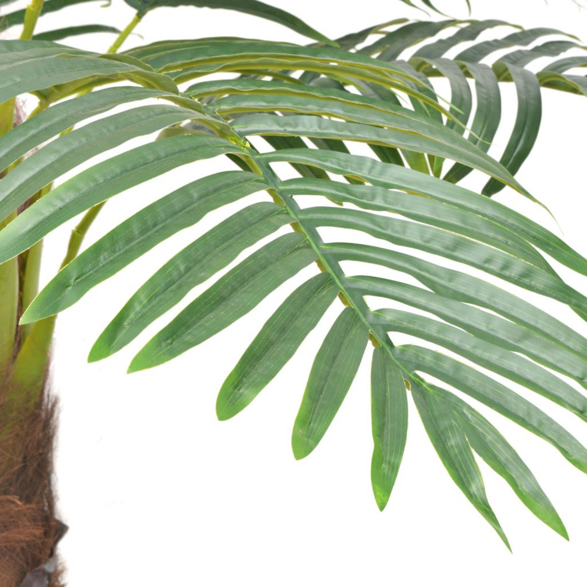 kokospalme zu hause pflegen und beliebte zimmerpflanzen