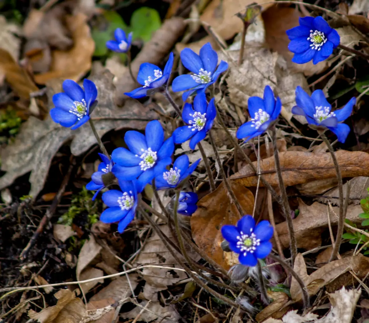 leberbluemchen aussaat wie lange bluehen leberbluemchen weiss blaue leberbluemchen im naturstand wald