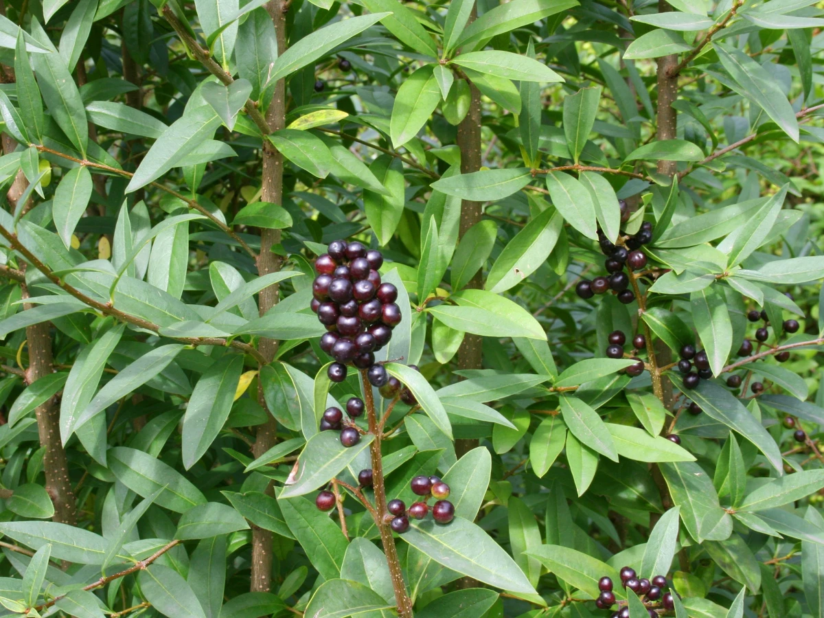 ligusterhecke pflanzen schwarze beeren von liguster