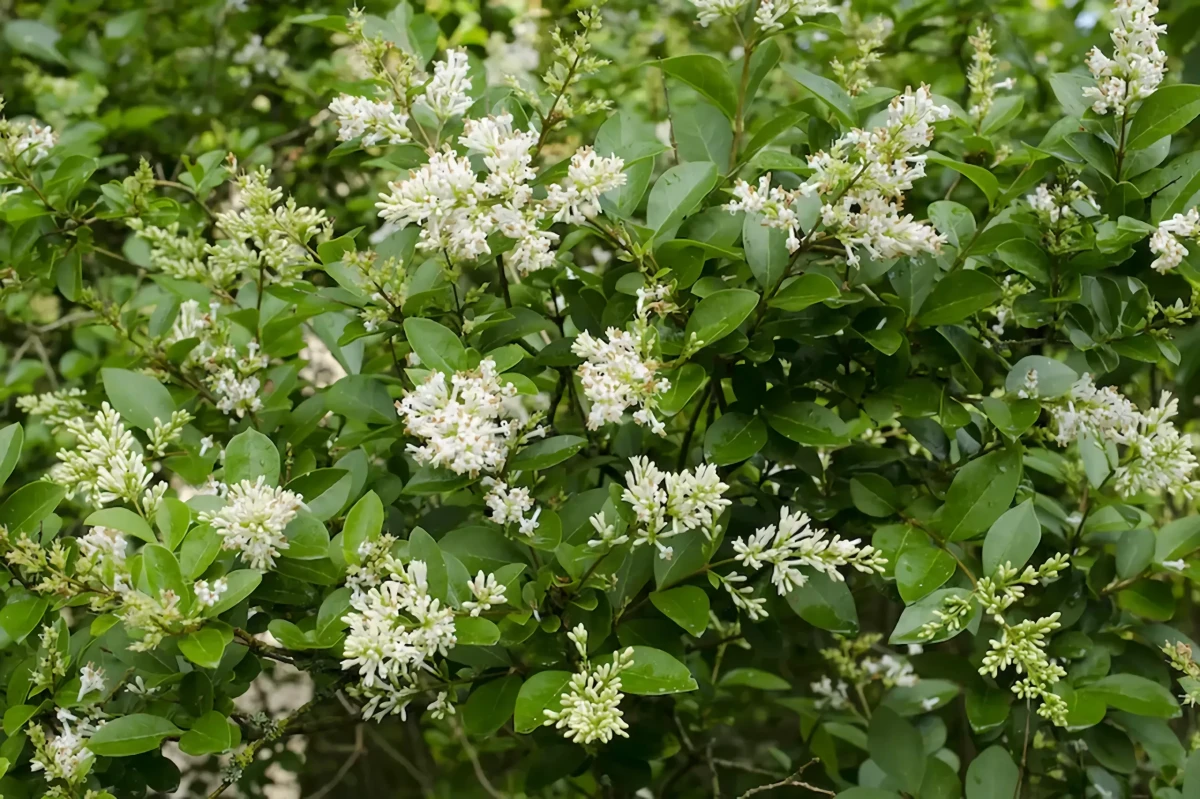 ligusterhecke pflanzen