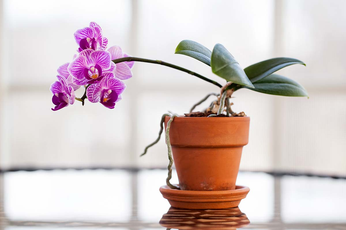 lila orchidee in kleinem braunen topf auf glastisch
