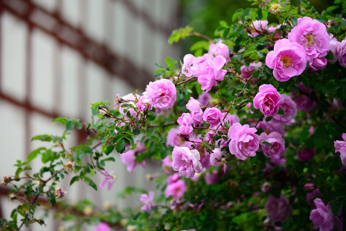 lila rosen im garten gartenrosen rosenbusch