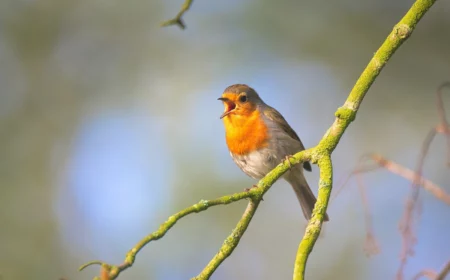 macht vogelgesang gluecklich