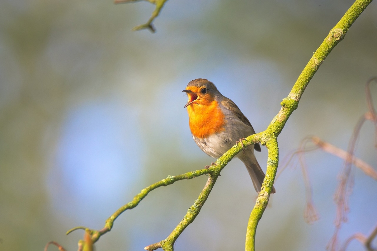 macht vogelgesang gluecklich