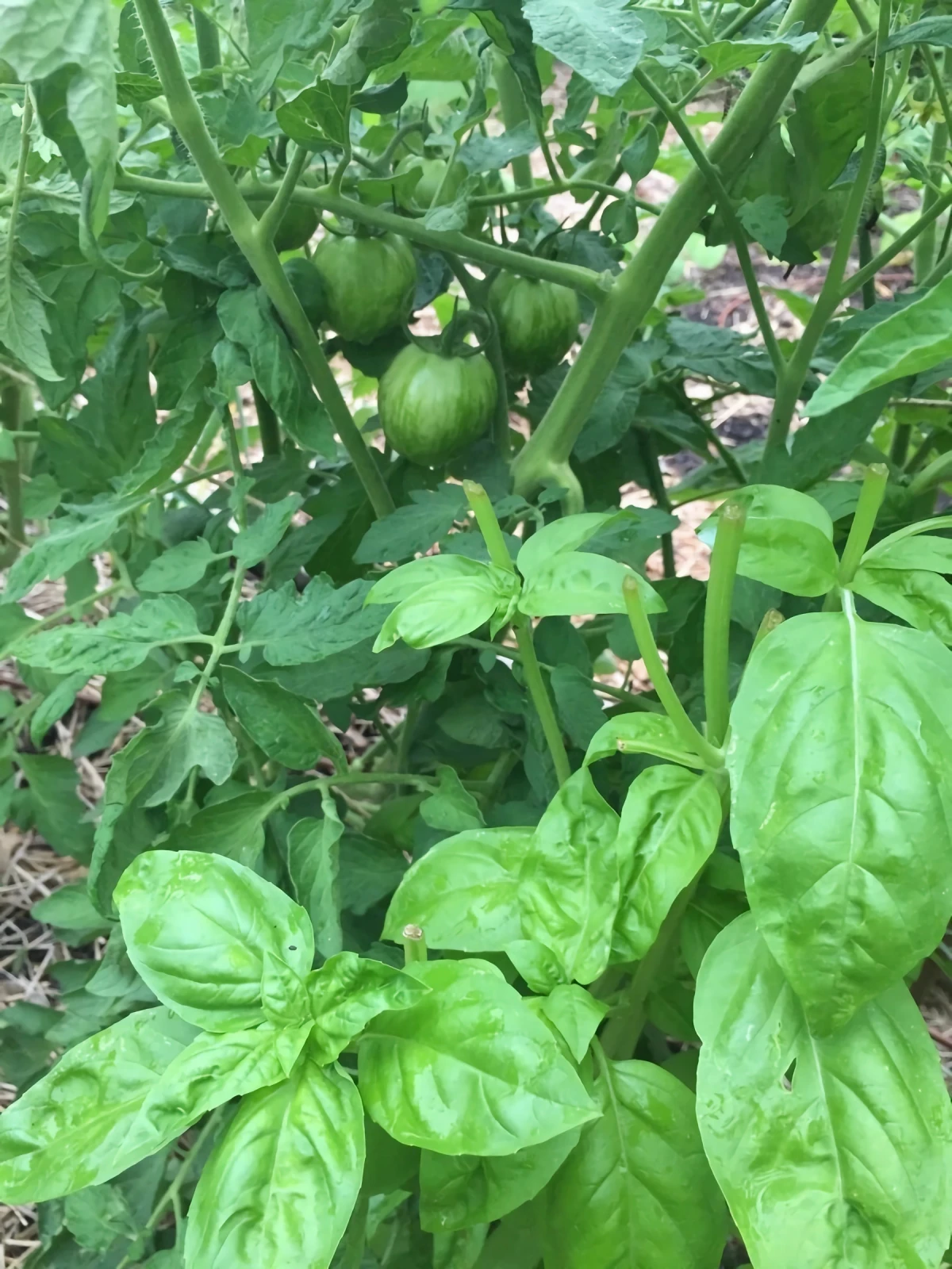mischkultur gute nachbarn tomaten basilikum