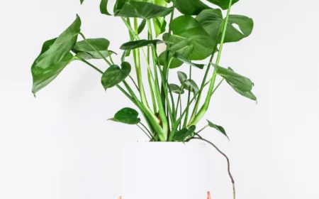 monstera umtopfen zimmerpflanze mit grossen blaettern