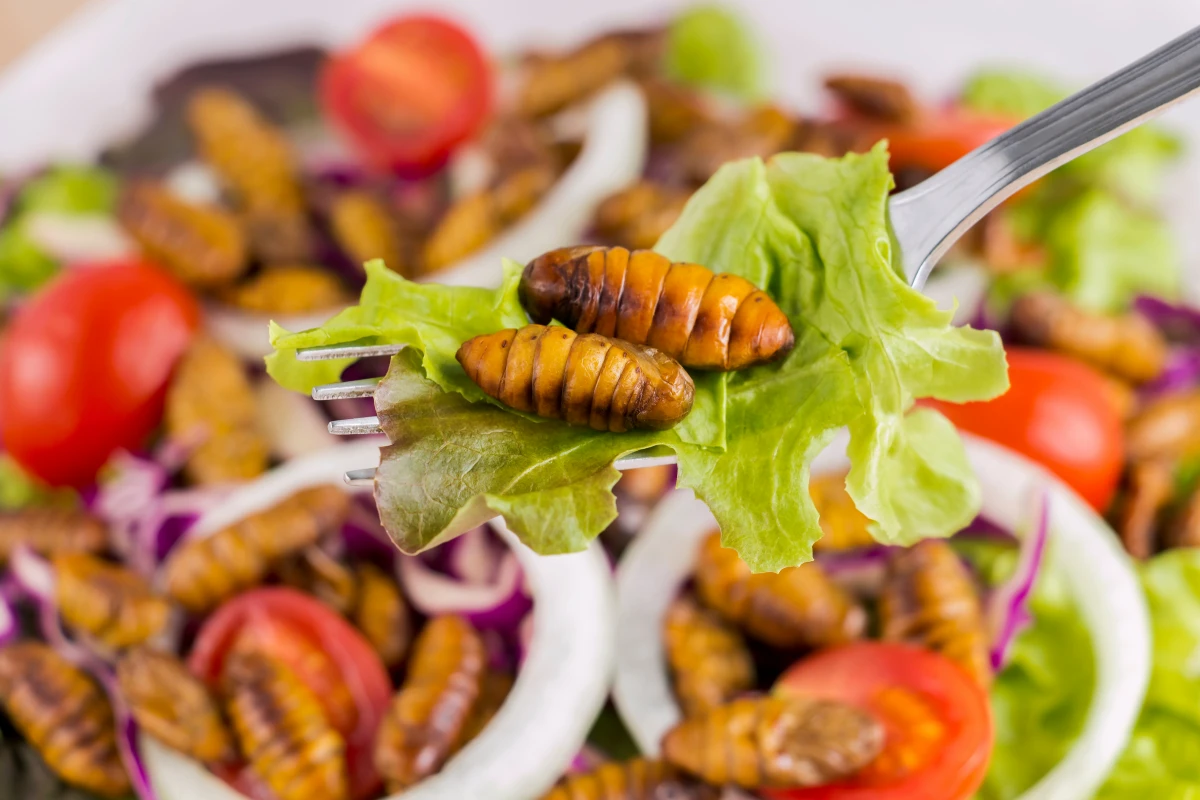 novel food insekten in lebensmitteln