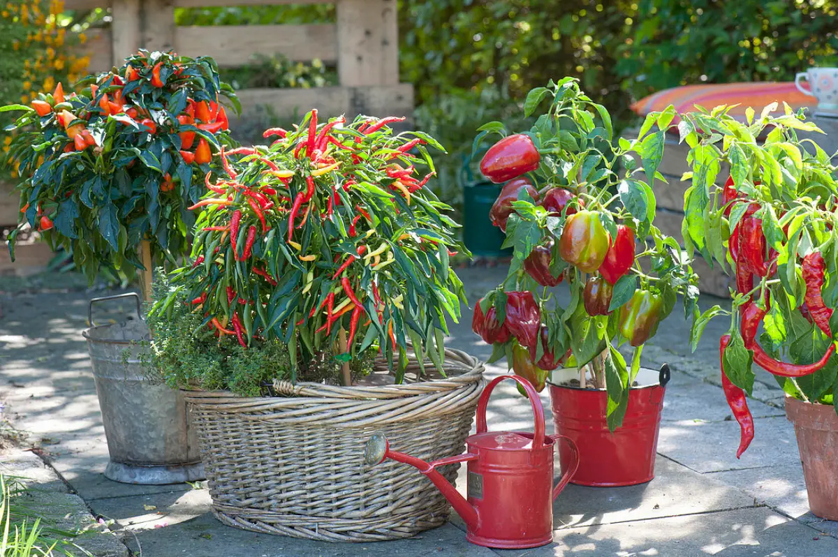 obst und gemuese auf balkon pflanzen unterschiedliche paprika sorten in toepfen