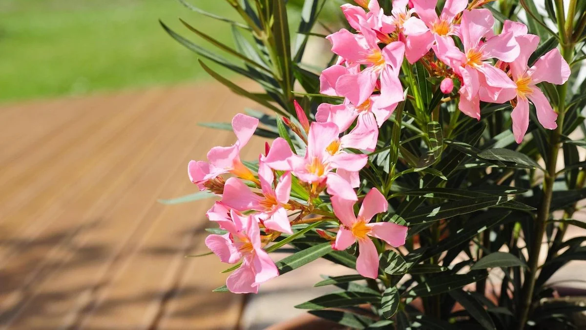 oleander umtopfen und schneiden wan und wie