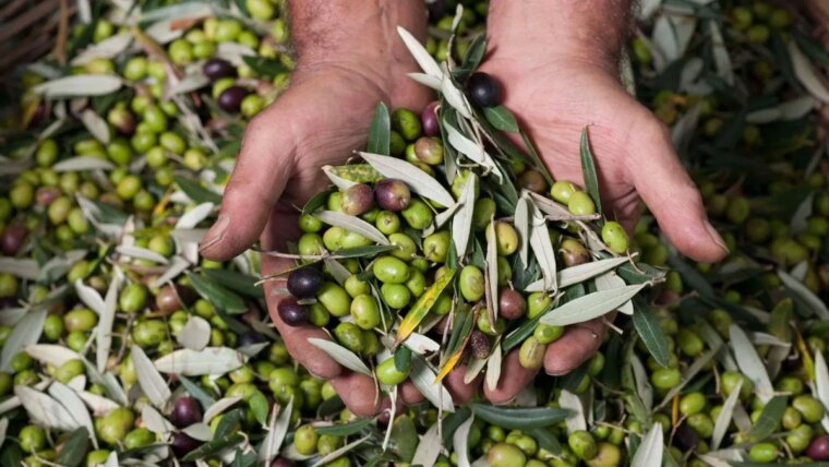 olivenbaum duengen erfahren sie hier mehr