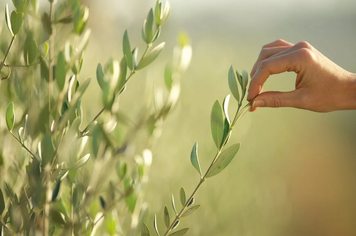 olivenbaum duengen hausmittel und mehr tipps