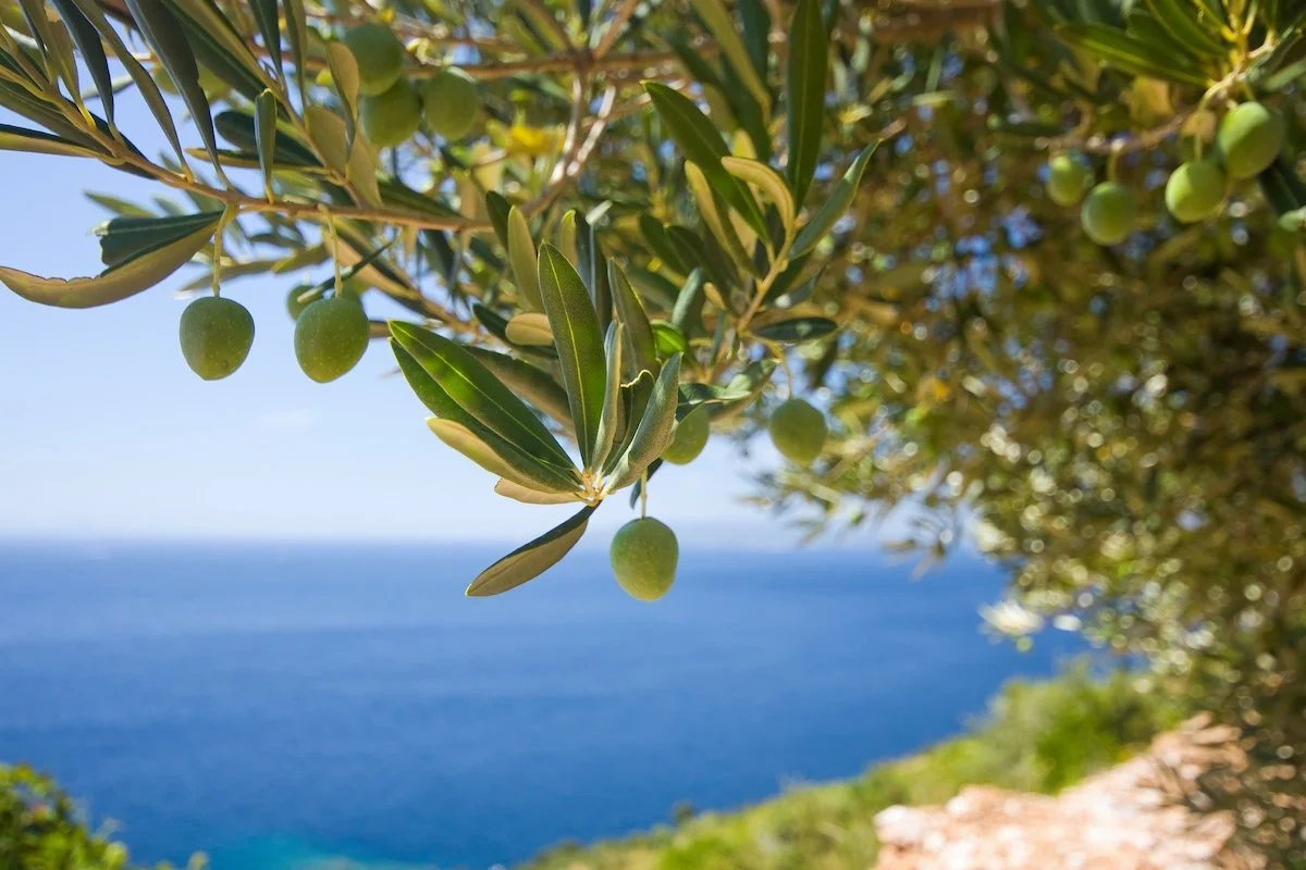 olivenbaum duengen wann erfahren sie hier