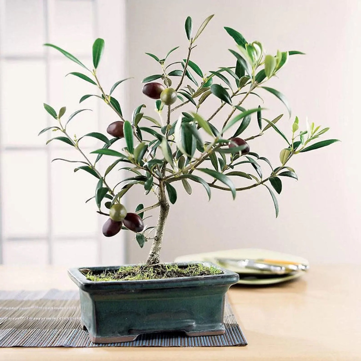 olivenbaum richtig duengen ist sehr einfach