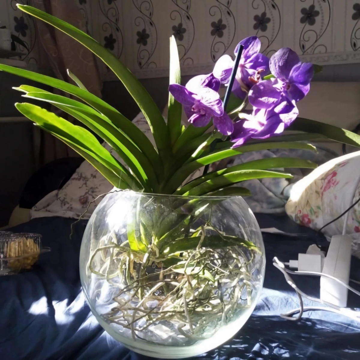 orchidee im glas
