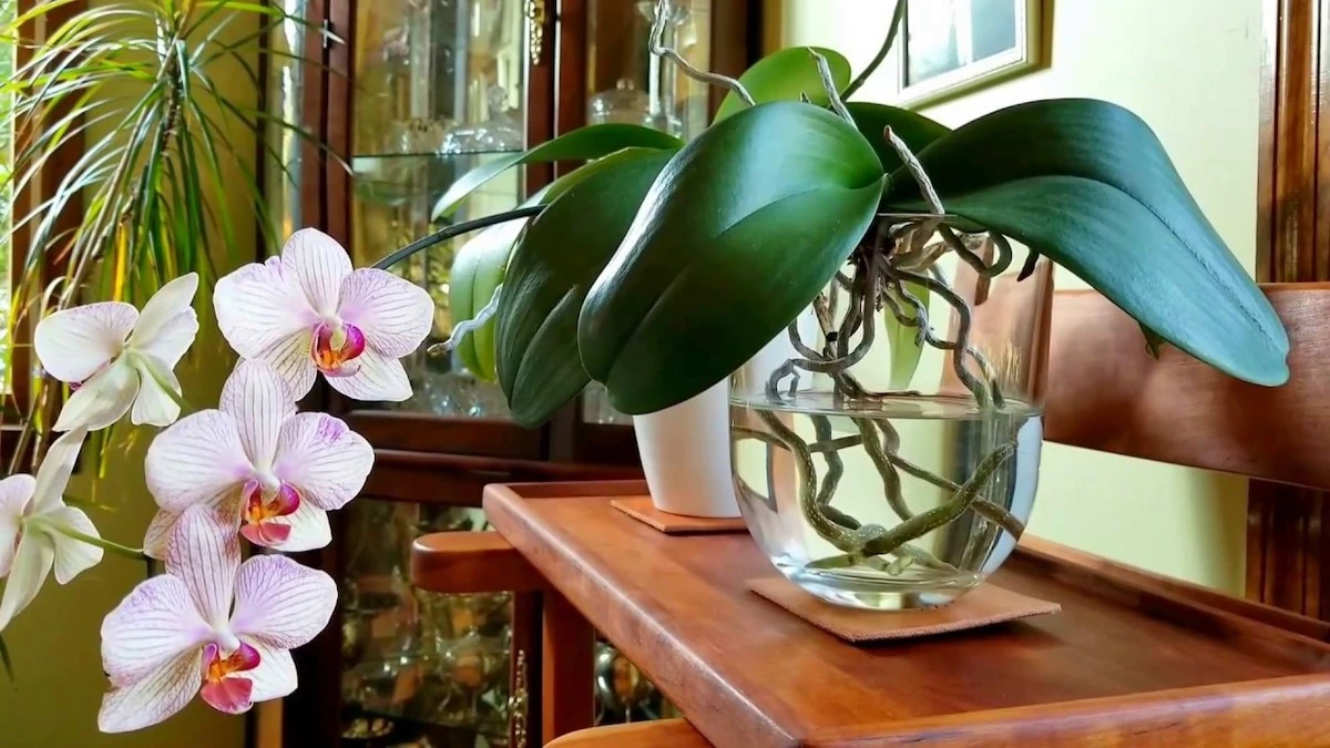 orchideen duengen mit hefe hausmittel und mehr