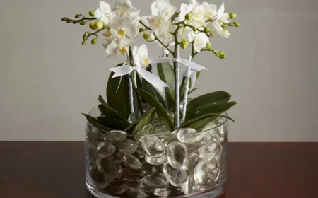 orchideen in glas