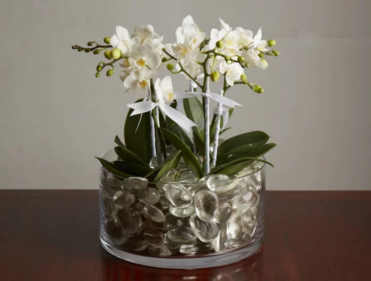 orchideen in glas