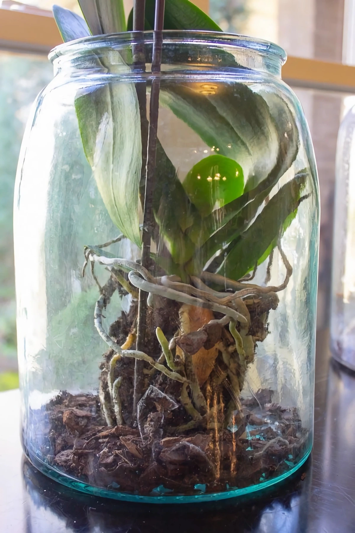 orchideen in glas pflanzen