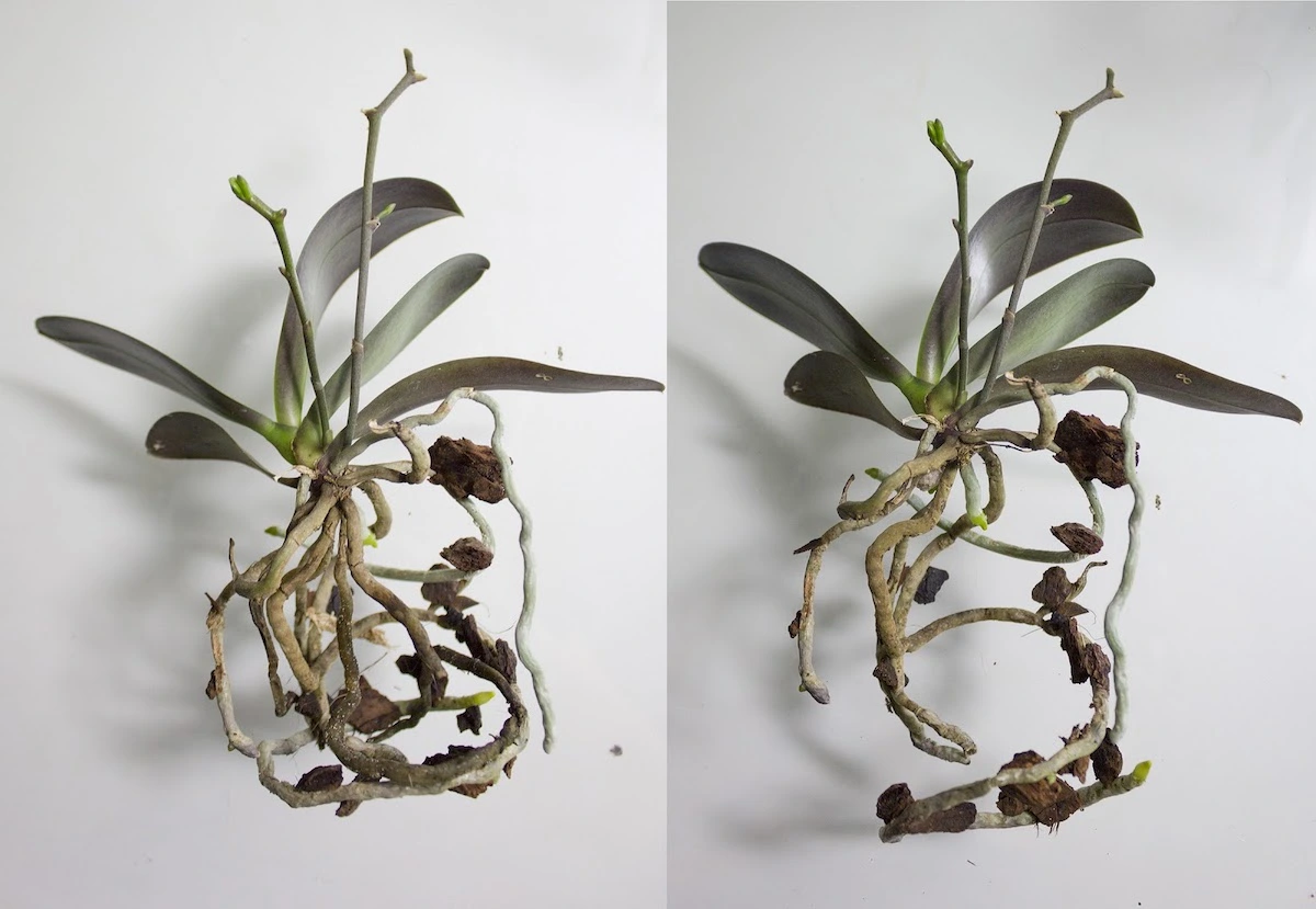 orchideen wurzeln schneiden wie geht es