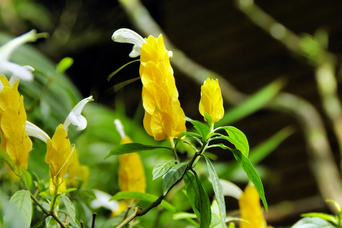 pachystachys lutea gelbe pflanze goldaehren pflege