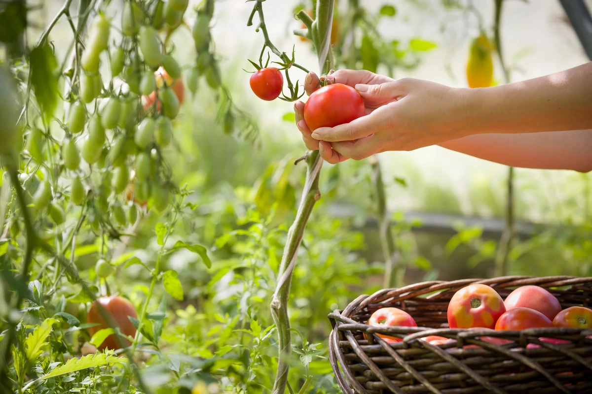 partnerpflanzen tomaten