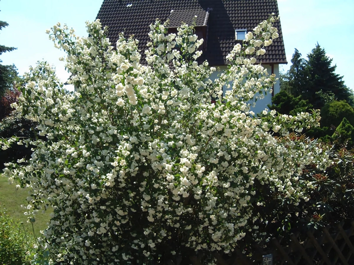 philadelphus liguster