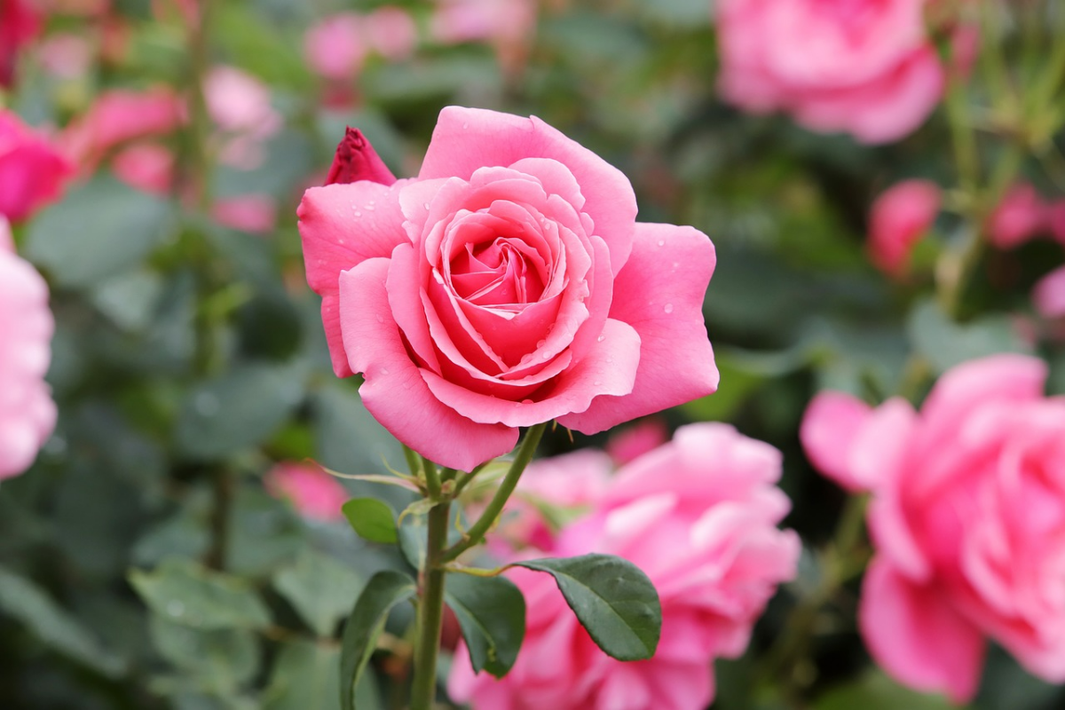 rosa rosen rosenblueten blumen garten