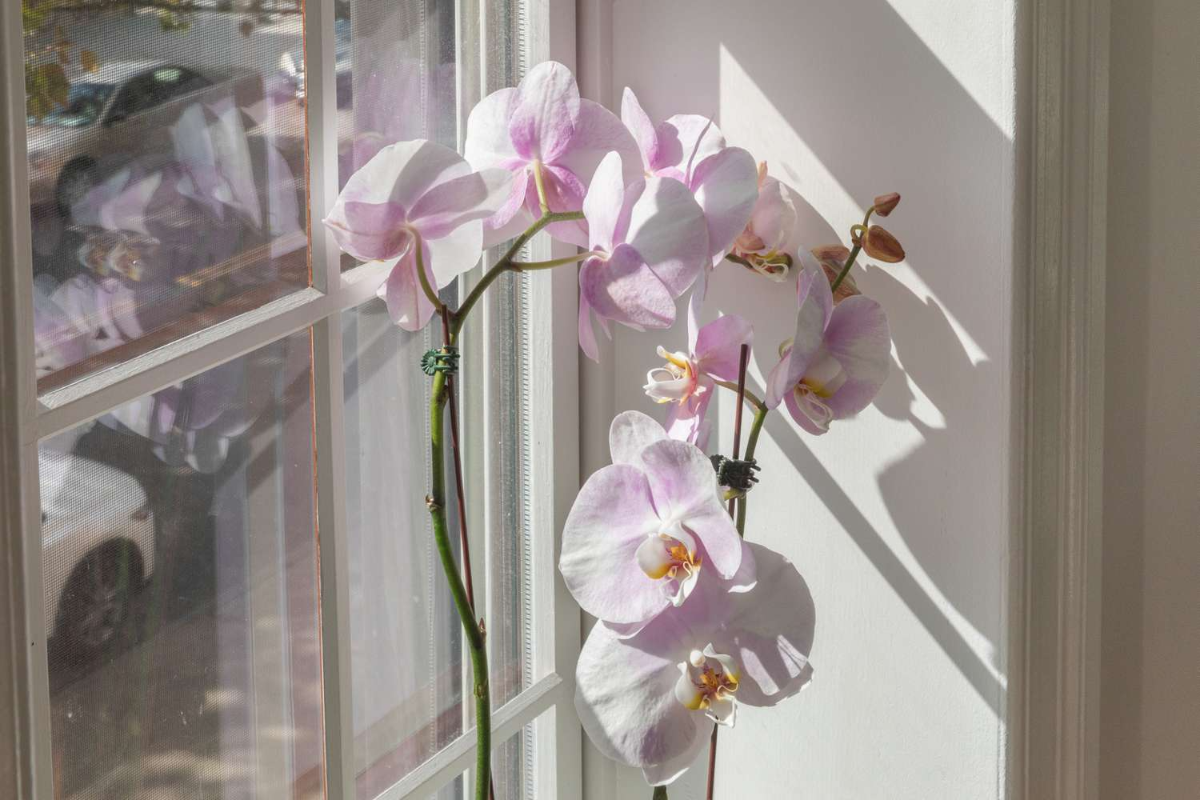 rosafarbene und weiße orchidee neben dem fenster die dem sonnenlicht ausgesetzt ist