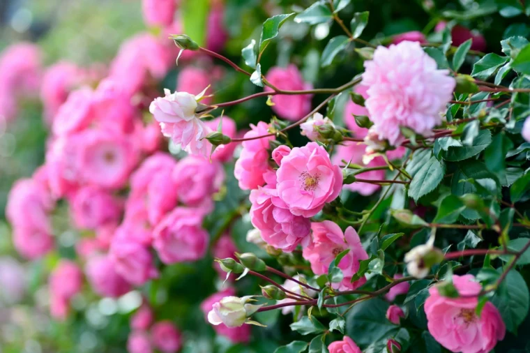 rosen duengen im fruehling rosa blumen busch