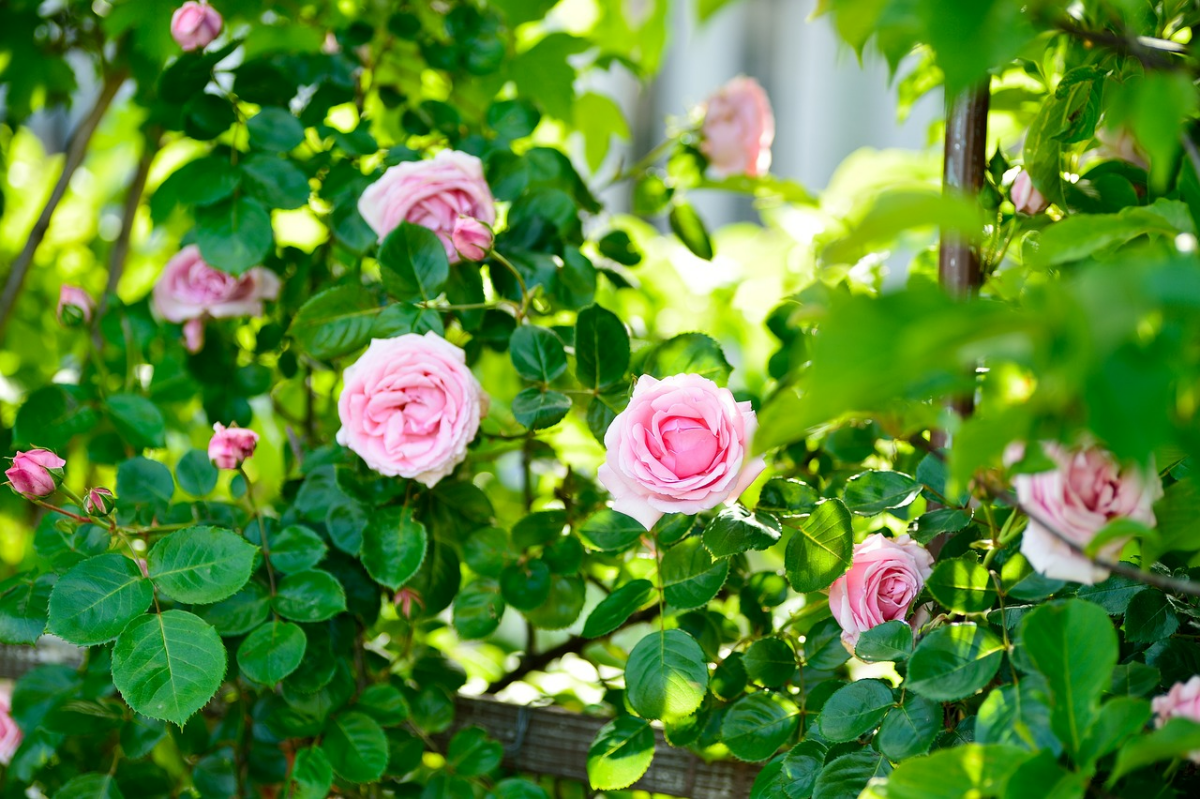 rosen duengen im fruhejahr gardenrosen rosa blumen