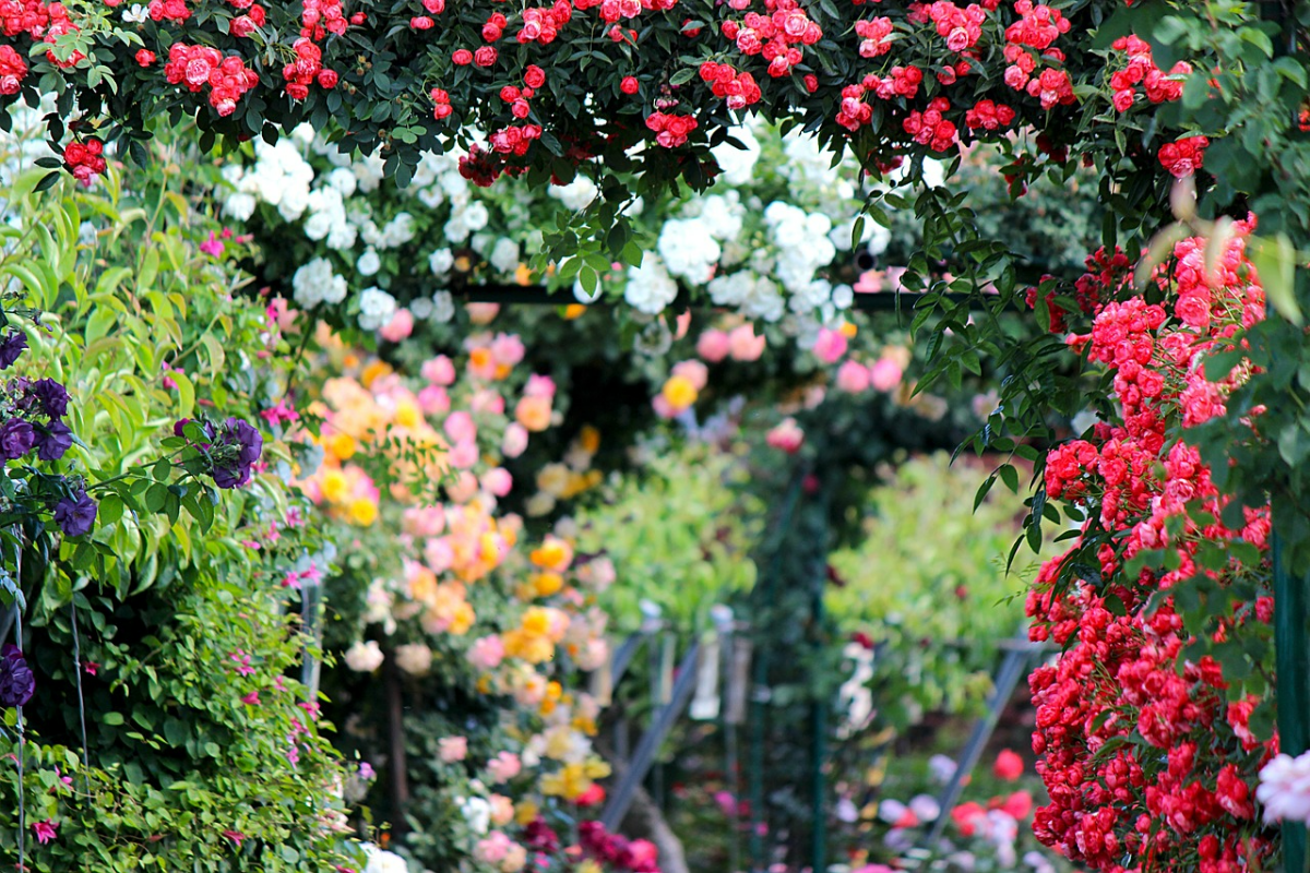 rosen im fruhjahr duengen garten rosegarten