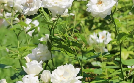 rosen im fruhjahr duengen weisse rosenblueten