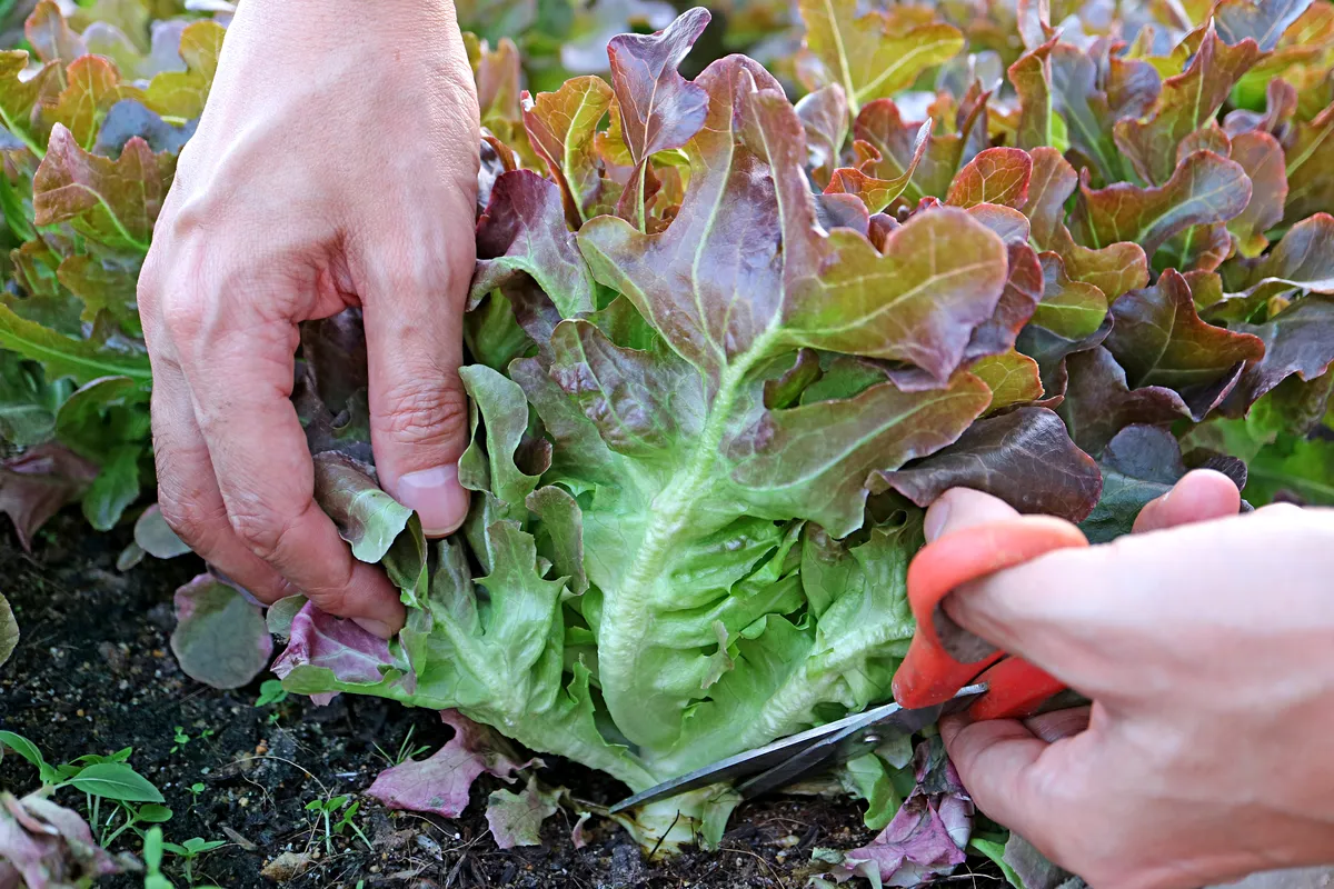 salat anbauen blätter schneiden pflegetipps gärtner